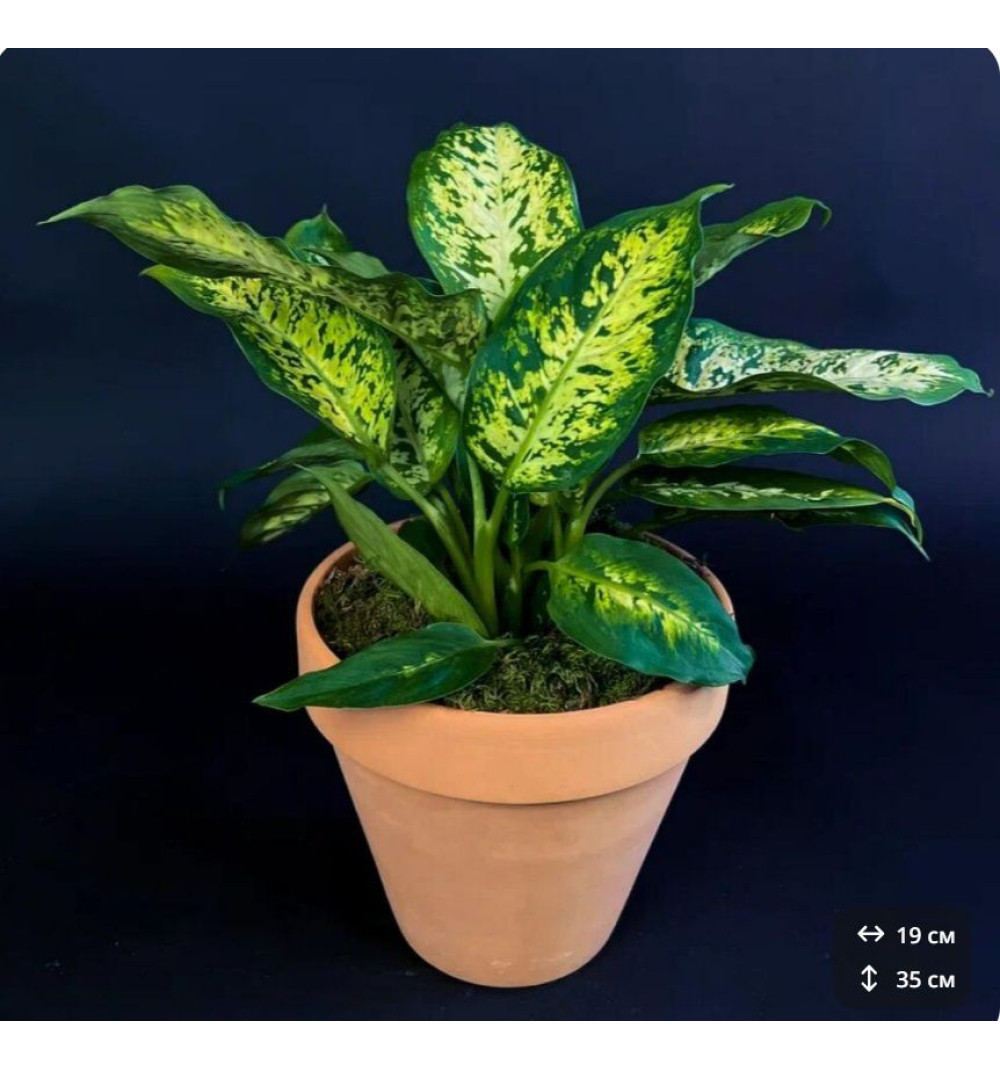 Диффенбахия